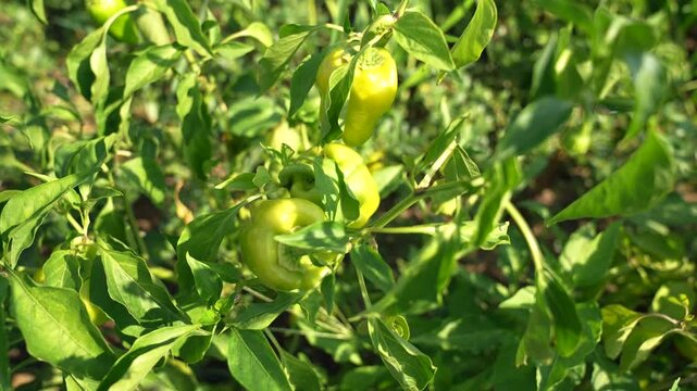 green peppers in the field, close-up
