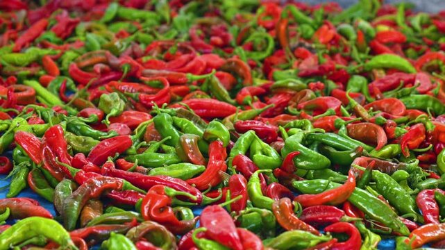 harvested red and green chilli peppers