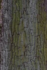The texture of the tree bark