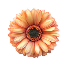 Vibrant orange gerbera daisy flower isolated on white background.