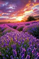 Naklejka premium Blooming Lavender Field Under Vibrant Sunset