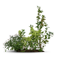 Obraz premium Composition of different green plants and some blooming flowers isolated on white background