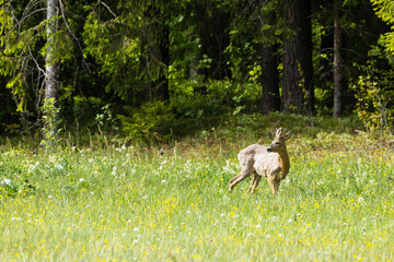 Roe deer buck on a summery meadow in Estonia, Northern Europe	