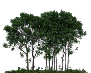 Fototapeta premium Group of dark green deciduous trees isolated on white background