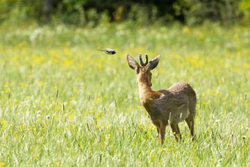A lonely Roe deer buck standing on a blooming meadow and looking behind its back and bird flying by in rural Estonia, Northern Europe	