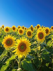 Obraz premium Bright Sunflower Field under Clear Blue Sky