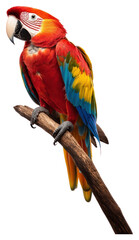 Obraz premium PNG A parrot photography animal bird.