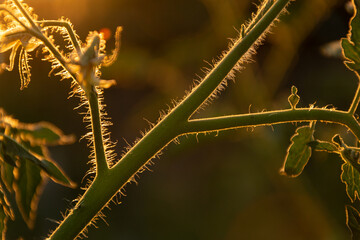 close up of a tomato plant