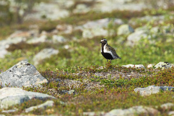 A lonely European golden plover standing on a rocky ground on a summer day in Urho Kekkonen National Park, Northern Finland