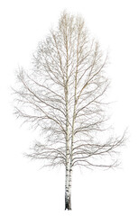 PNG A Poplar tree photography minimalist isolated.