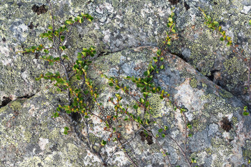 Obraz premium Dwarf birch with tiny leaves growing on a rock in Urho Kekkonen National Park, Northern Finland