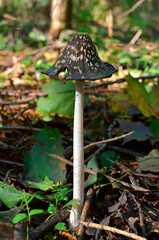 Wild mushroom coprinopsis picacea in autumn forest close-up