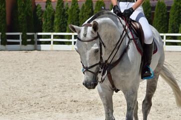 Young, athletic, thoroughbred horse on dressage, close-up