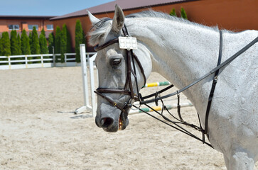 Young, athletic, thoroughbred horse on dressage, close-up