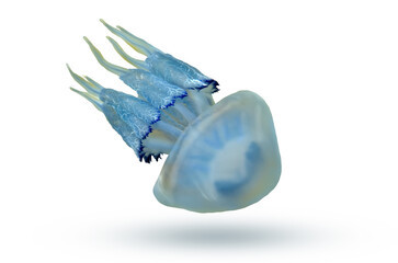 Sea jellyfish close up isolated on white © Oleksandrum