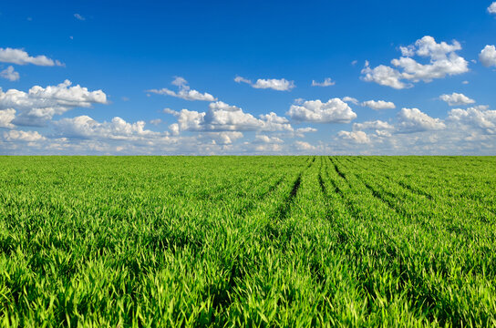 Green field on the background of blue sky