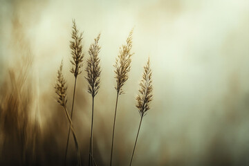 Fototapeta premium Wheat Stalks Swaying in Gentle Breeze