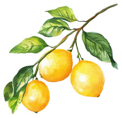 PNG Lemon tree branch watercolor fruit illustration.