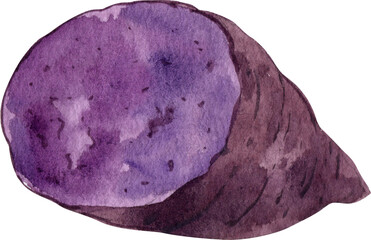 Halved purple sweet potato, Hand Drawn Illustration Watercolor paintin