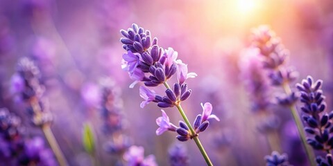 Obraz premium A Single Lavender Bloom Bathed in Warm Sunlight, Captured in a Field of Soft Purple Hues