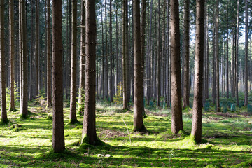 Obraz premium Deutscher Wald am sonnigen Tag in Herbststimmung.