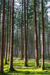 Obraz premium Deutscher Wald am sonnigen Tag in Herbststimmung.