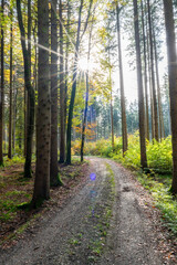 Obraz premium Deutscher Wald am sonnigen Tag in Herbststimmung.