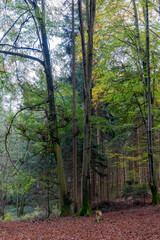 Fototapeta premium Deutscher Wald am sonnigen Tag in Herbststimmung.