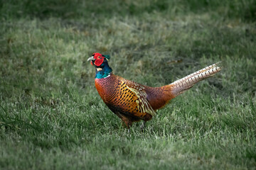 Fasan (Jagdfasan) im Portrait. Aufgenommen am fr&uuml;hen Morgen mit Tau in der Wiese.