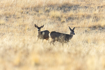 Mule Deer Herd