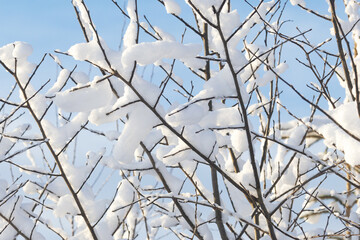 Snowy branches and twigs on a winter evening in rural Estonia, Northern Europe	
