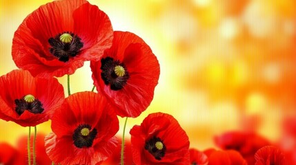 Obraz premium A vibrant poppy flower, known as Papaver rhoeas, is beautifully illuminated by soft sunlight, symbolizing remembrance day, serving as a poignant reminder of the sacrifices made for peace and freedom