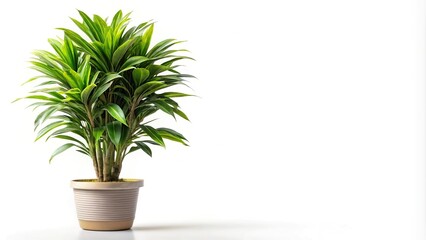 Fototapeta premium Tropical plant isolated on white background with shallow depth of field