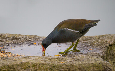 Moorhen drinking from the puddle on the stone