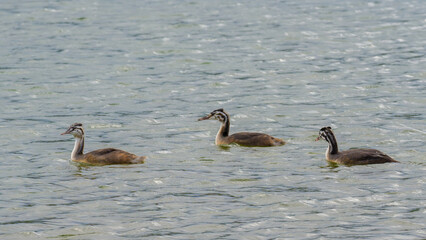 Three nestlings of great crested grebe swimming on lake