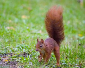 Fototapeta premium Squirrel running with tail up