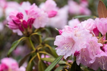 雨に濡れたピンクのシャクナゲの花