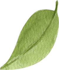 Single green leaf matcha, Hand Drawn Illustration Watercolor paintin