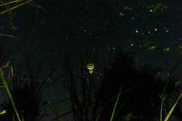 Wespenspinne mit Sternen im Hintergrund. Langzeitbelichtung 