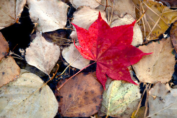 red maple leave fall down on old dry leave