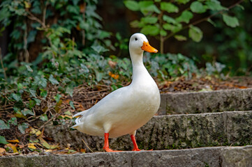 Ein weißer junger Schwan auf einer steinernen Treppe