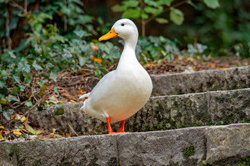 Eine weiße Ente steht auf einer Steintreppe im Park
