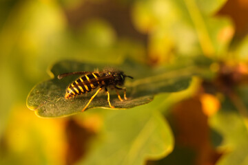 A wasp on a green oak leaf. Macro. Shallow depth of field