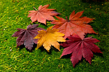 shade of maple leaves on green floor
