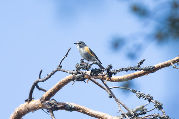 Male Red-flanked bluetail standing on a branch during a sunny summer day in a old forest of Valtavaara near Kuusamo, Northern Finland