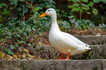 Eine weiße Ente steht auf einer Steintreppe