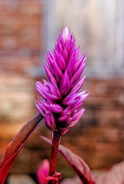 known as cockscomb flower in the garden. This flower can be medicine and ornament. Baroco Plant,