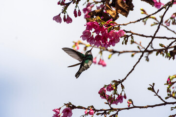 humming bird and cherry-blossoms