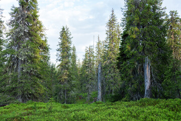 An old-growth coniferous forest with tall Spruce trees in summery Riisitunturi National Park,...