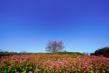 Fototapeta premium 花壇一面に咲く花と青い空